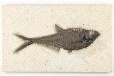 Fossil Fish (Diplomystus) - Wyoming #203185-1